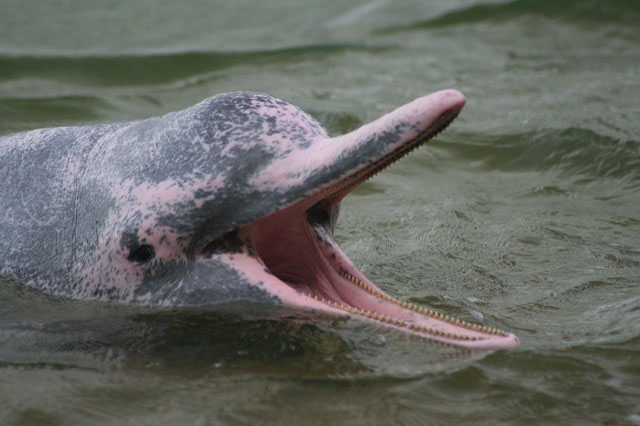 Amazon Rainforest river dolphins Ecuador