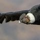 Ecuador Andean Condor