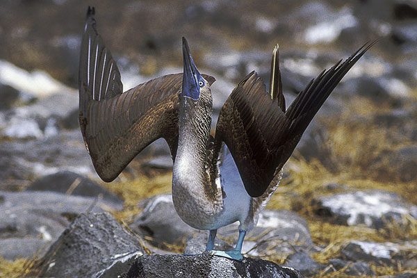 Galapagos islands bird boobies