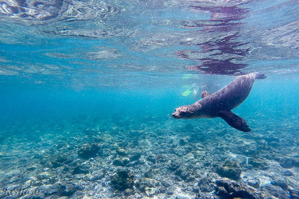 Galapagos Snorkeling