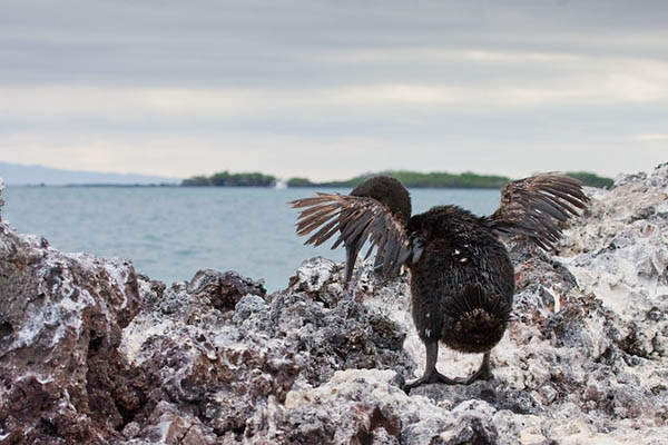 Western itineraries Galapagos cruises