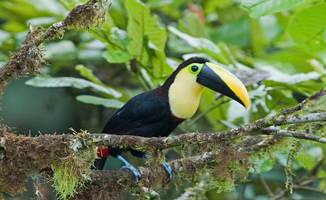 Ecuador birding options