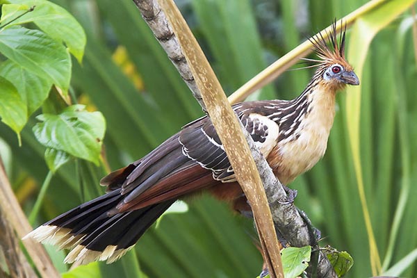 Amazon Wildlife Ecuador