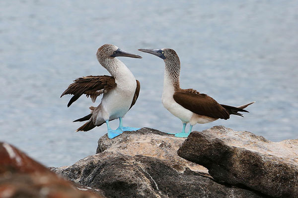 Blue Footed boobies mating Galapagos