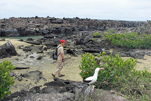 Wildlife at Darwin Bay Galapagos islands