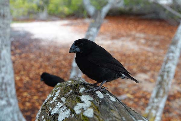 Where to see the Darwin Finches 