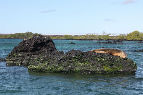 Highlights of Elizabeth bay Galapagos