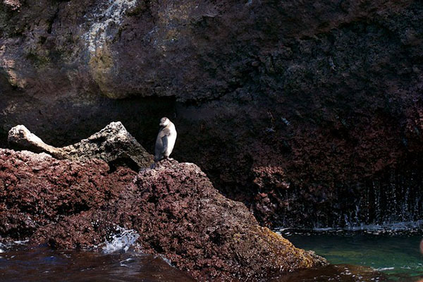 Wildlife at Elizabeth Bay Galapagos islands