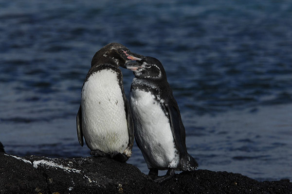 Main species of Galapagos Wildlife