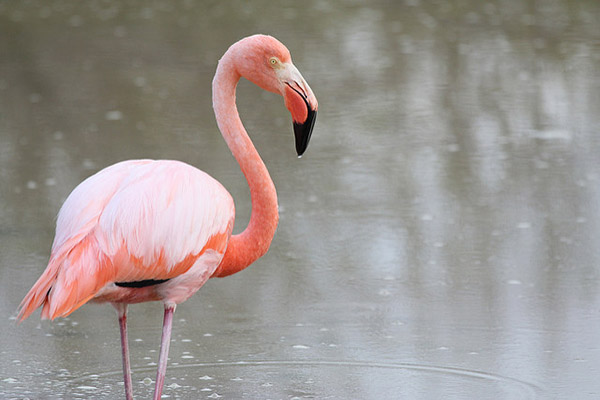 Galapagos wildlife in February