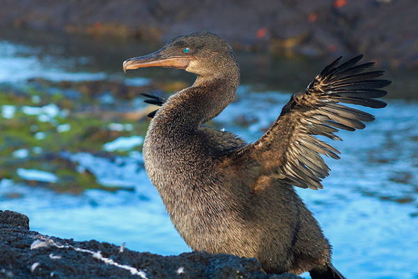 Where to see Flightless Cormorant Galapagos