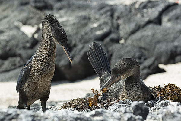 Flightless Cormorant Behavior