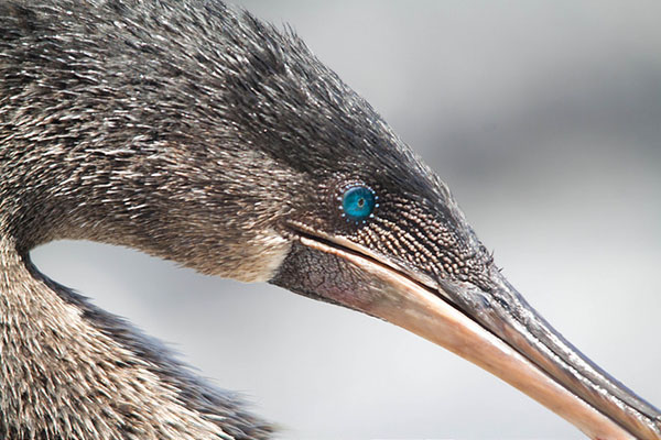 Galapagos Flightless Cormorants