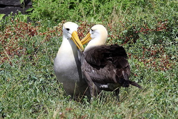 Where to see Albatross