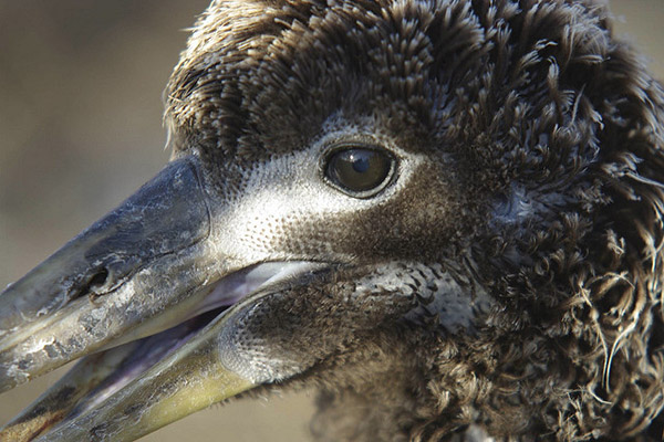 Galapagos Albatross