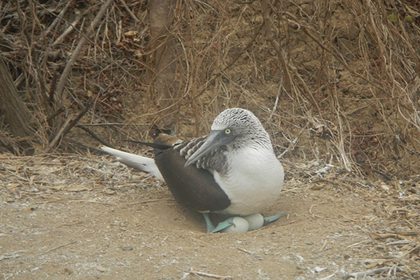 Galapagos blue footed booby hatching