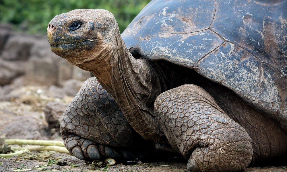 Galapagos best wildlife