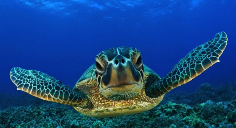 Diving in the Galapagos Islands