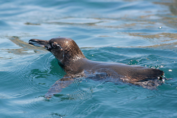 Snorkeling Galapagos penguin