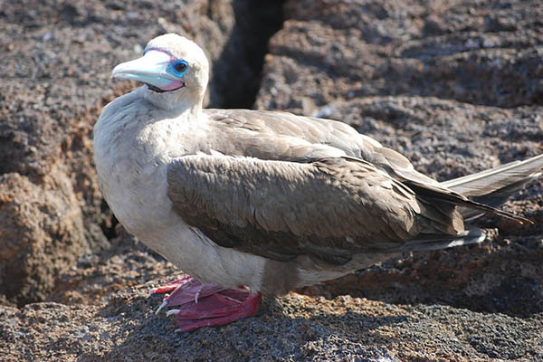 Wildlife of Galapagos Islands