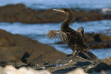 Fernandina Island Galapagos