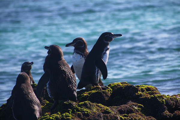 Galapagos islands penguins