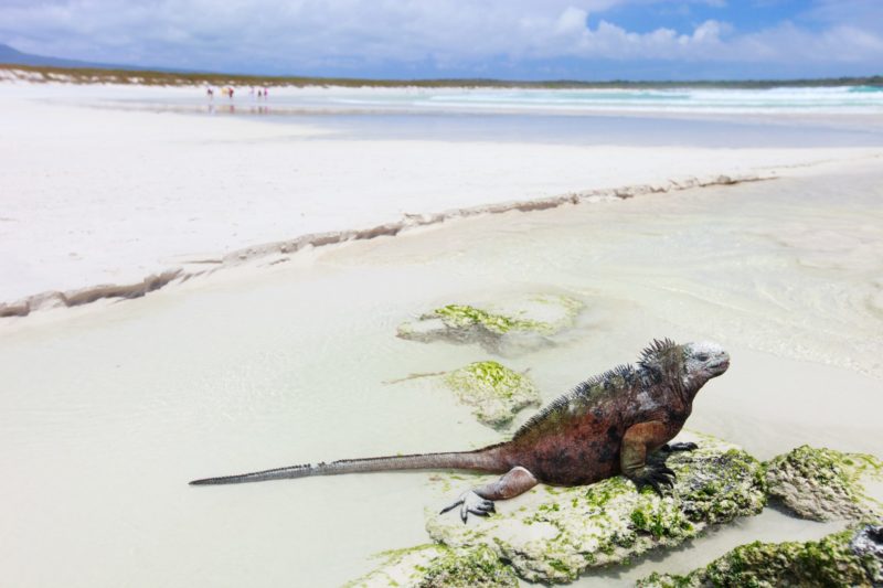 Best Beaches in the Galapagos Islands