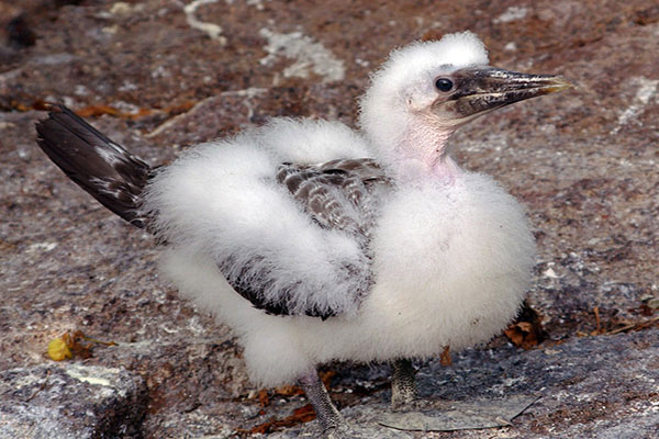 Galapagos Nazca Booby