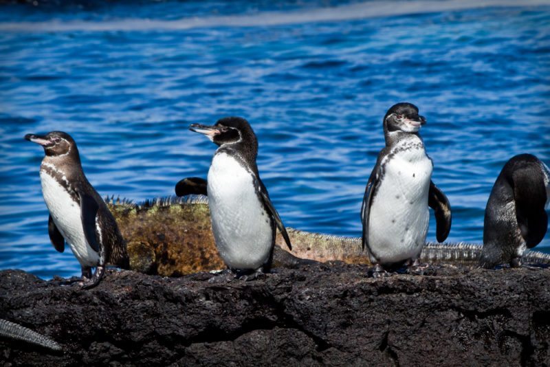 Galapagos penguins Isabela island