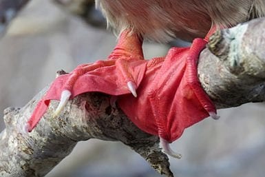 Red Footed Booby in Galapagos Islands