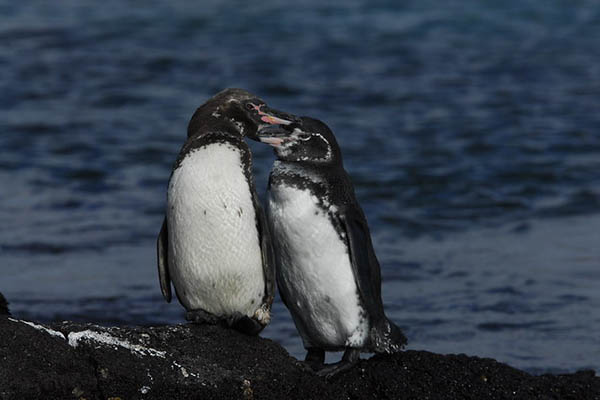 Best Galapagos Itineraries