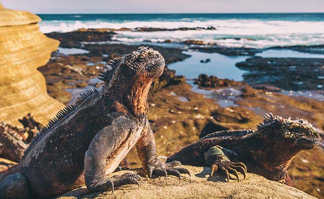 Galapagos Summer 2022