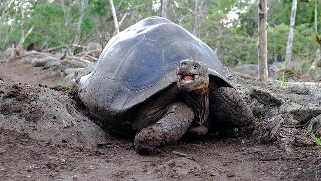 Tortoises Galapagos