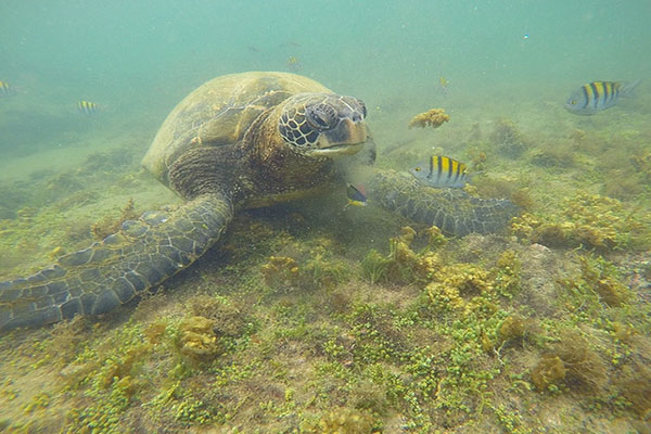 Humboldt current Galapagos Cruises