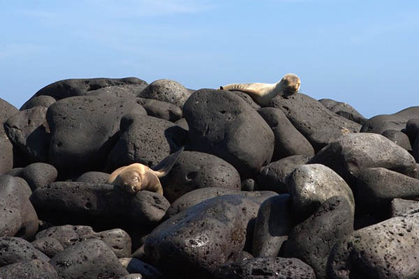 Wildlife at Lobos Island Galapagos islands