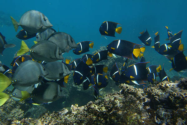 Wildlife in Tagus Cove Isabela island