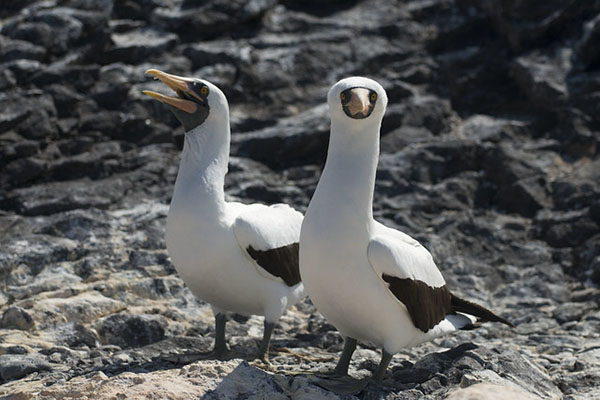 Nazca Booby Galapagos Islands