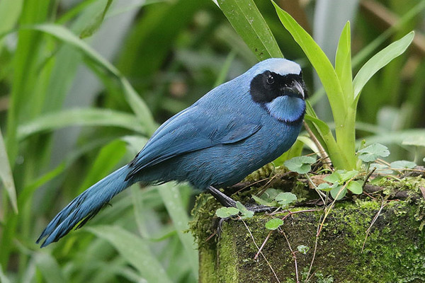 Highlights of Banos Ecuador