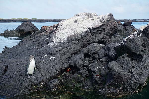 Galapagos Luxury Yacht Tours