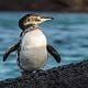 Galapagos penguins