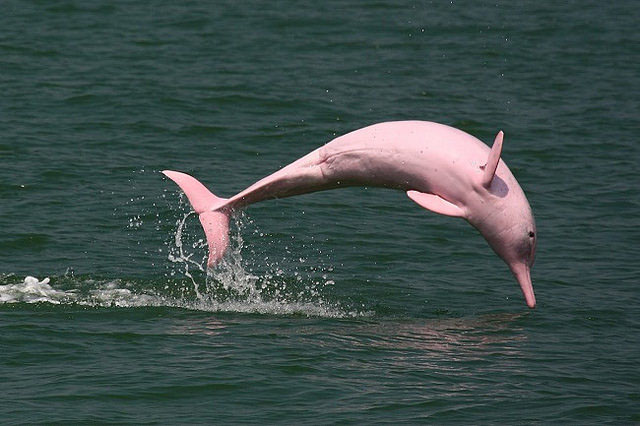 Pink river dolphins amazon rainforest