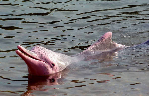 Amazon Pink river dolphins