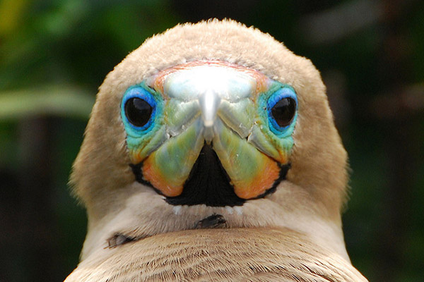 Galapagos Red Footed Booby