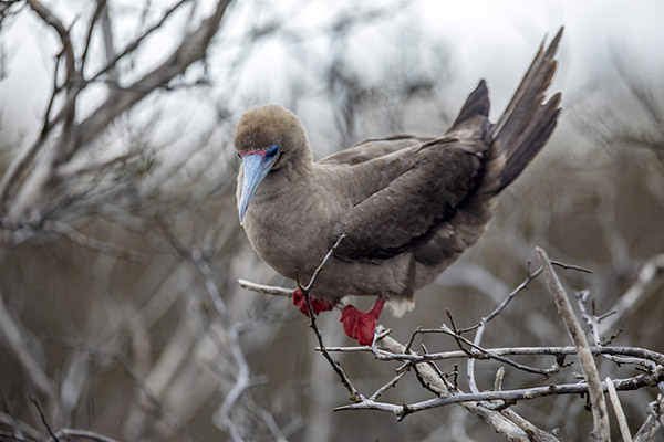 Where to see the red footed booby 