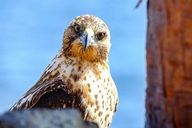 Galapagos - Santa Fe Island