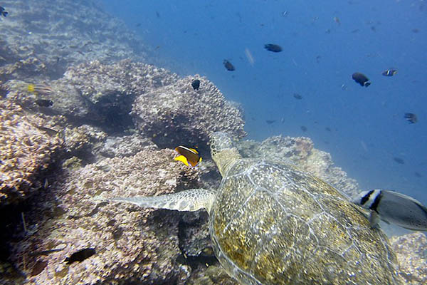 Sea currents Galapagos Islands