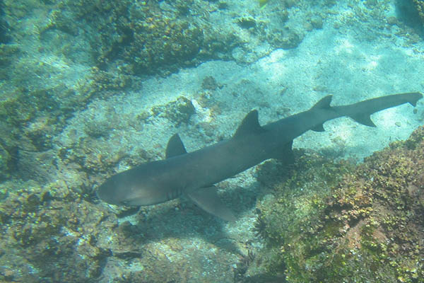 Sites for snorkeling in Galapagos Islands