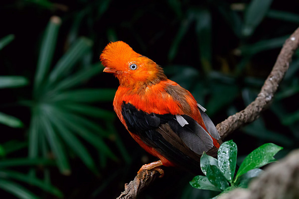 Birding Cloudforest Ecuador