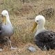 Galapagos Islands Albatross