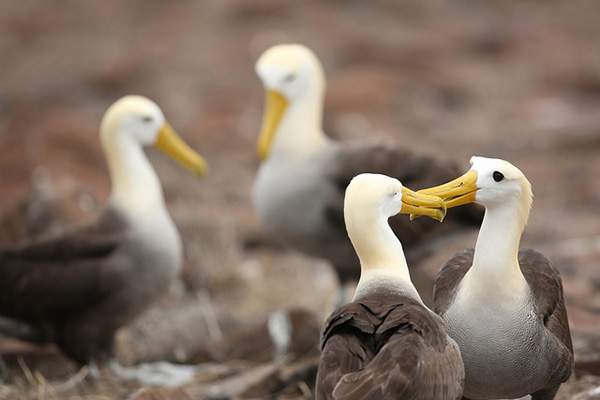 Albatross Galapagos Islands